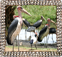 Mariboe, Lake Ziway Rift Valley