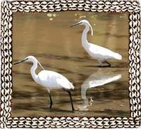 Little Egret, Lake Ziway