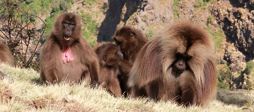 Simien Mountains Ethiopia