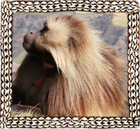 Gelada baboon