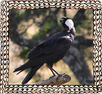 Simien bird