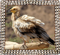 Eagle Bearded Vultures