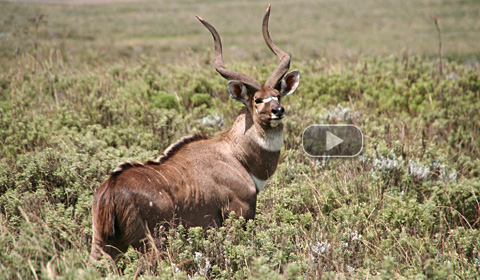 Bale Mountains National Park Ethiopia