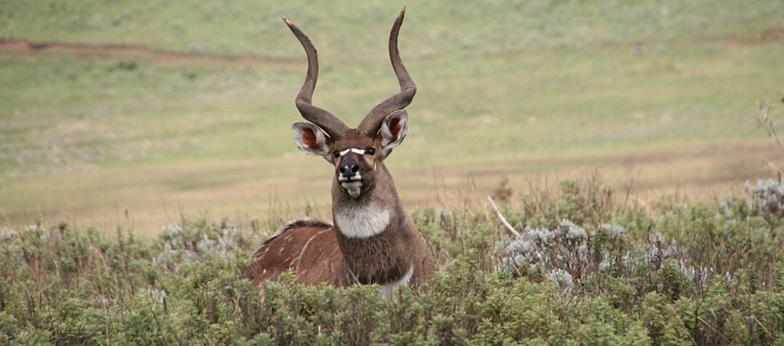 Bale Mountains Ethiopia