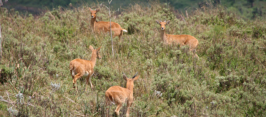 Bale Mountains Ethiopia