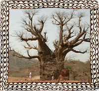 Baobab tree