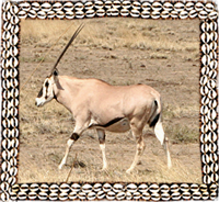 Ethiopian Grants Gazelle
