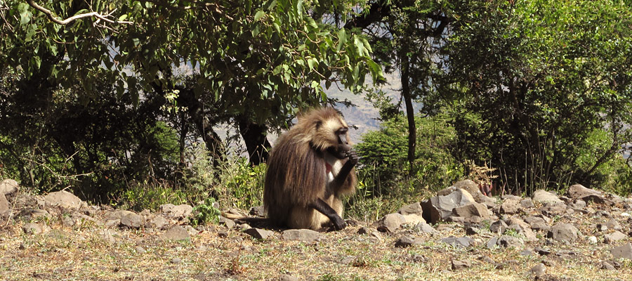 Ethiopia in photos