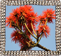 Omo Valley exotic flowers
