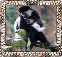 Colobus Monkey in Omo Valley